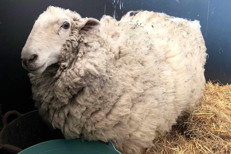 missing-sheep-found-1-110123-f3f8ec290e7f43bdb1aa751ac7d73ac6