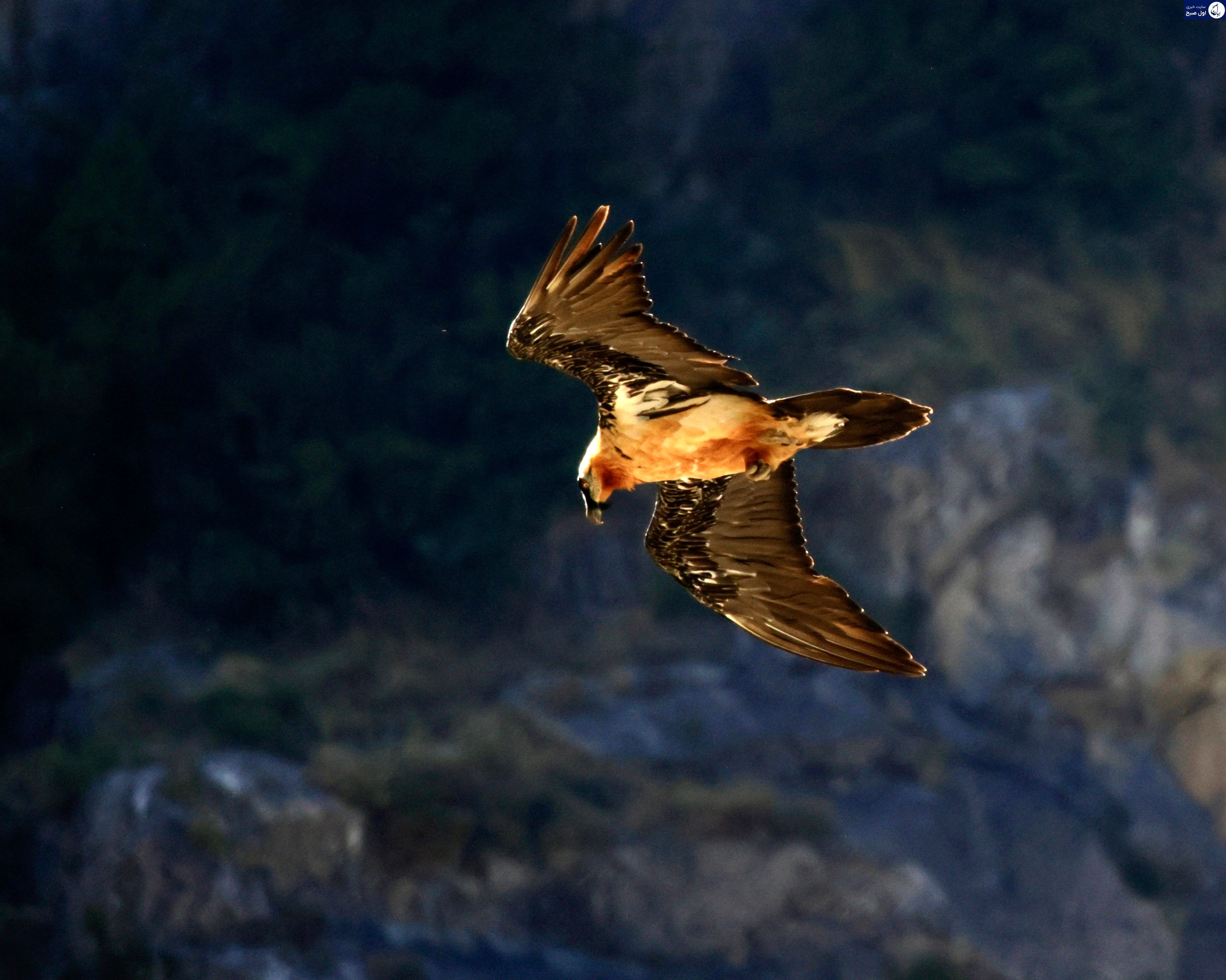 bearded-vulture-v0-bjrc1ifjchgd1