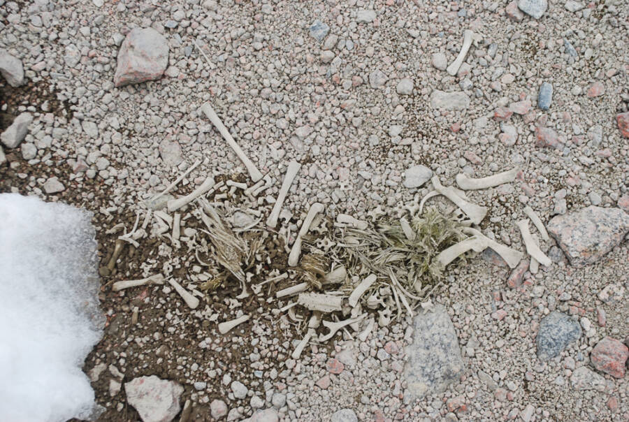 ancient-penguin-bones-scattered