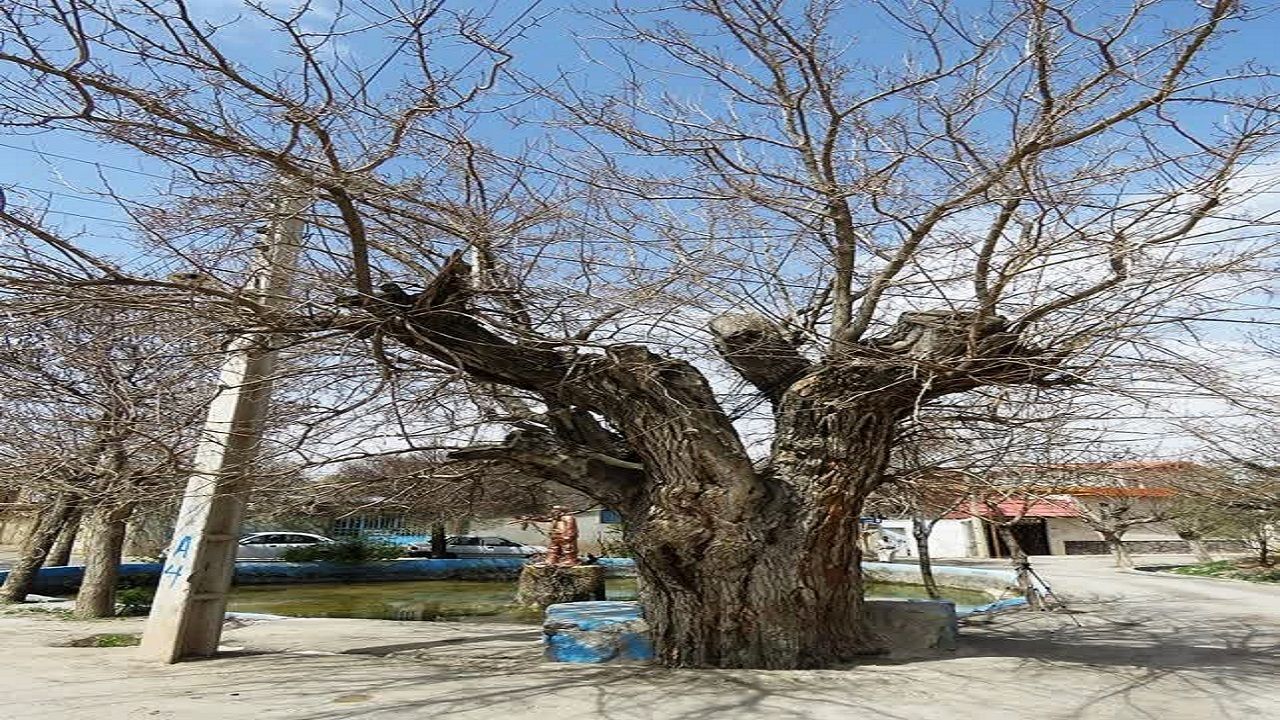 درخت توت کهنسال روستای موجان ثبت ملی شد