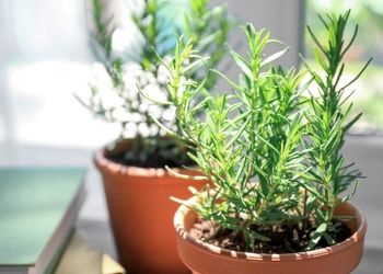 گیاه رزماری؛ از کاشت در منزل تا خواص درمانی