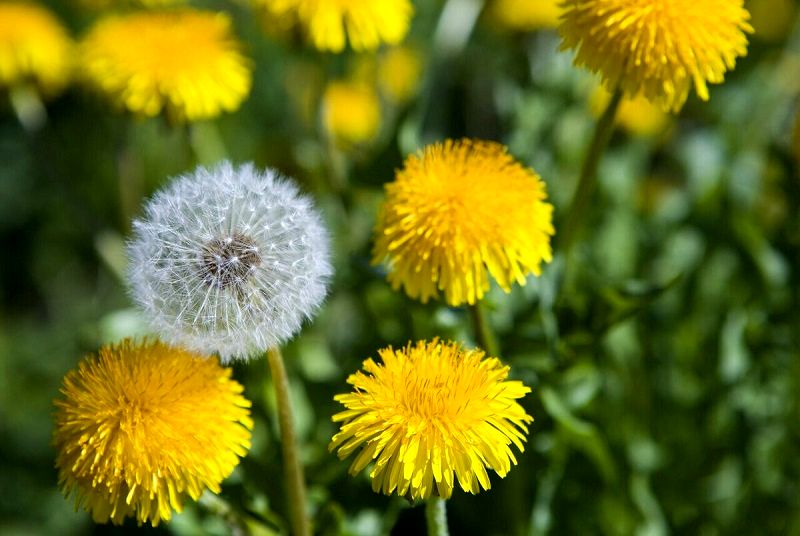 خواص فوق‌العادۀ گیاه «قاصدک» برای سلامتی