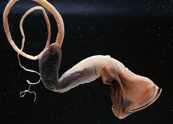 هفت جانور دریایی که باور نمی‌کنید واقعی باشند
